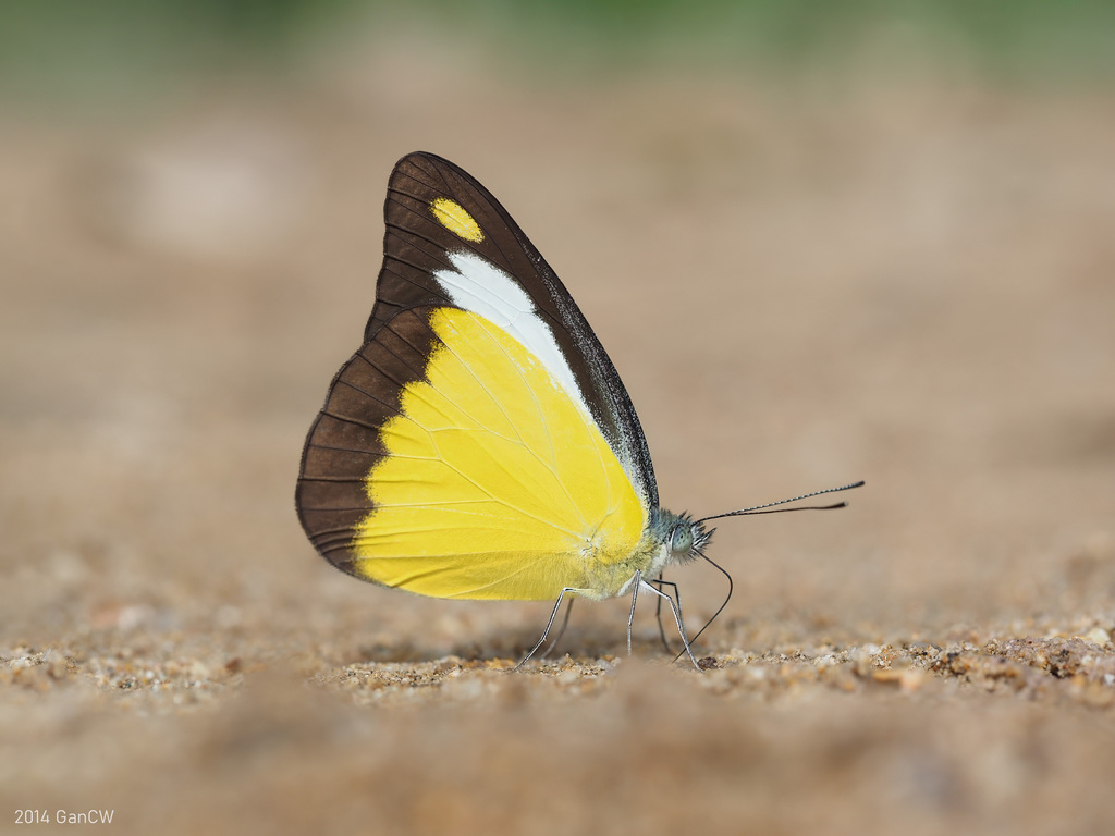 锯粉蝶（Appias lyncida）