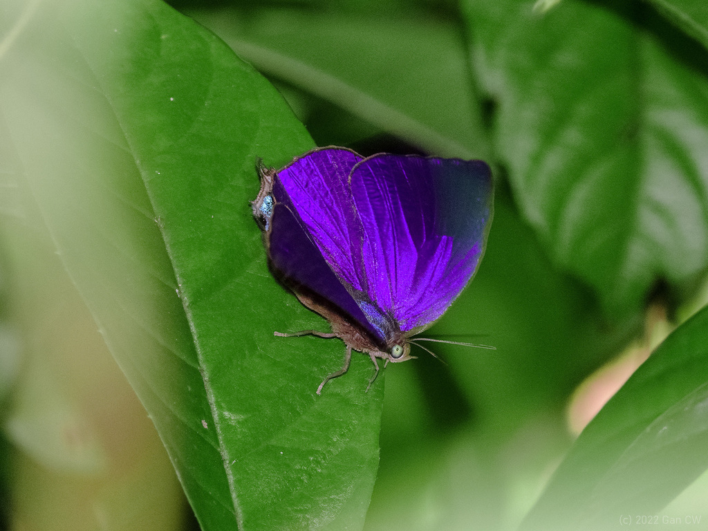 百娆灰蝶（Arhopala centaurus）