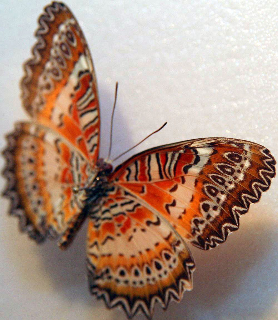 红锯蛱蝶（Cethosia biblis）