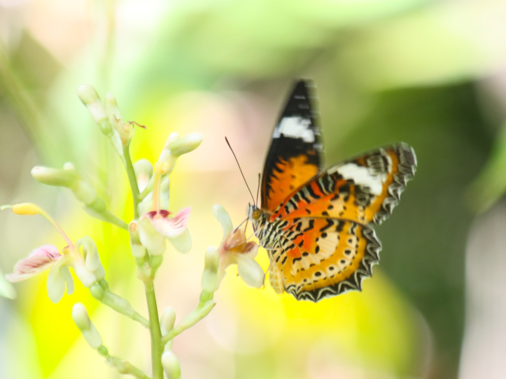 豹纹蛱蝶（Cethosia cyane）