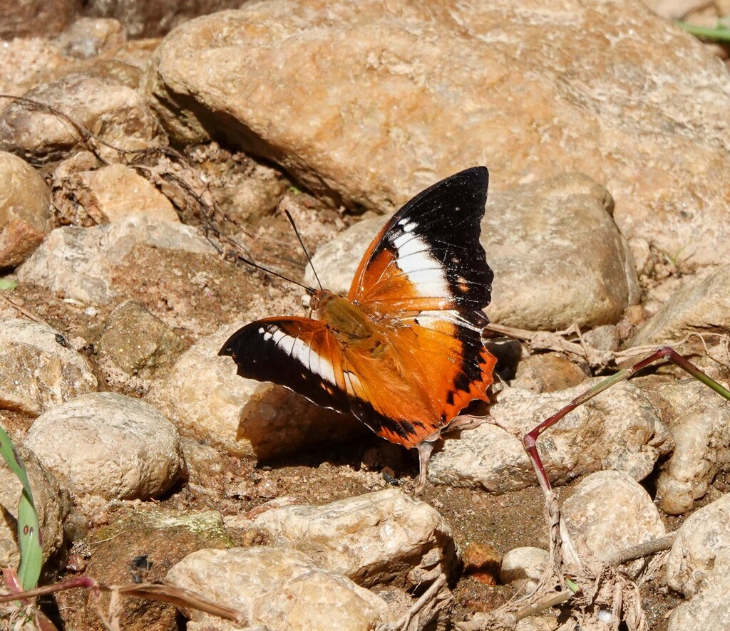 红蛱蝶（Charaxes bernardus）