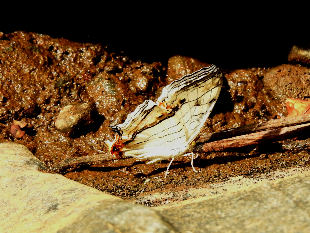 网丝蛱蝶（Cyrestis thyodamas）