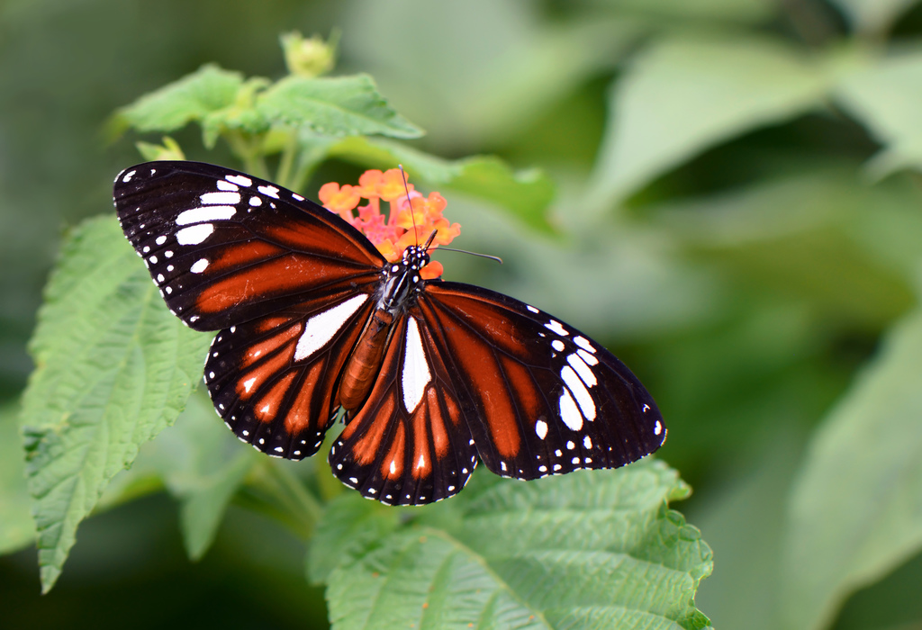 虎斑蝶（Danaus genutia）