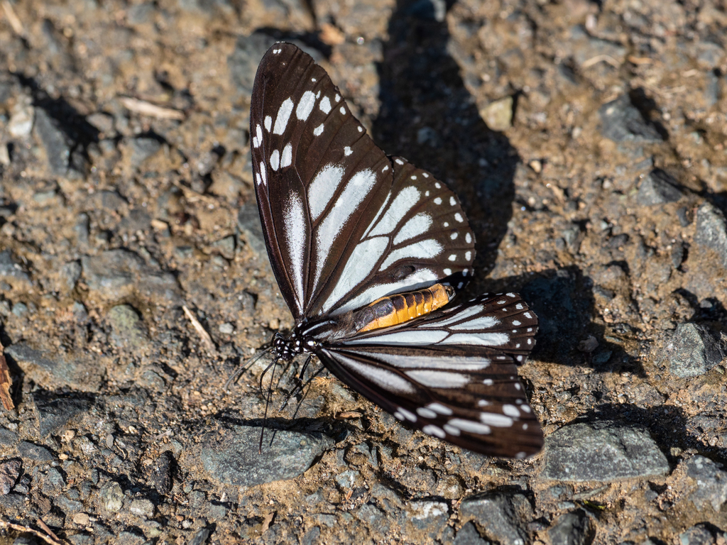 黑脉桦斑蝶（Danaus melanippus）