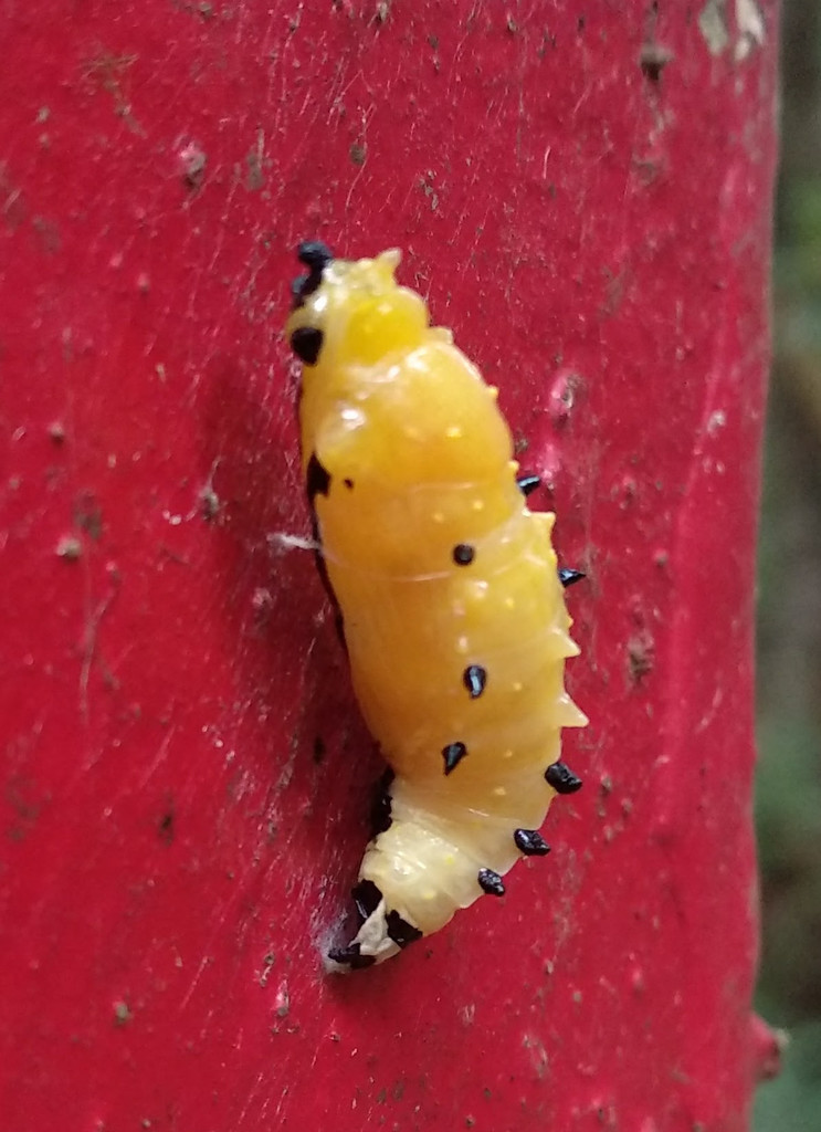 红基粉蝶（Delias hyparete）