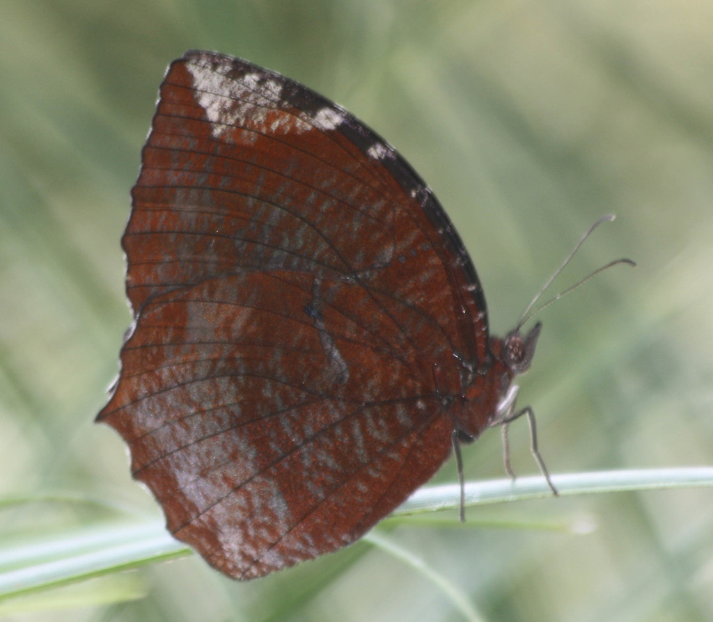 蓝带黛眼蝶（Elymnias hypermnestra）