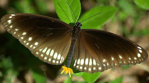 幻紫斑蝶（Euploea core）