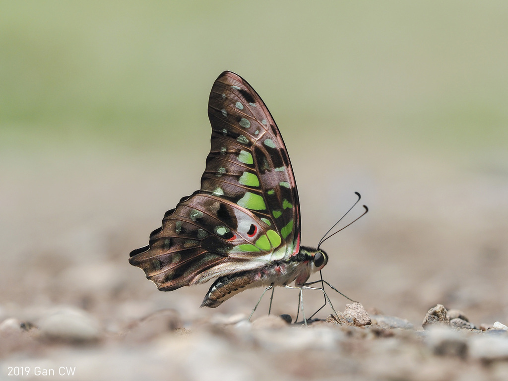 统帅青凤蝶（Graphium agamemnon）