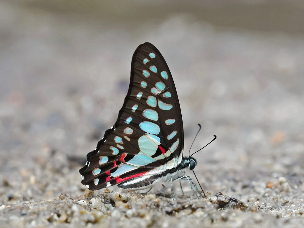 木兰青凤蝶（Graphium doson）