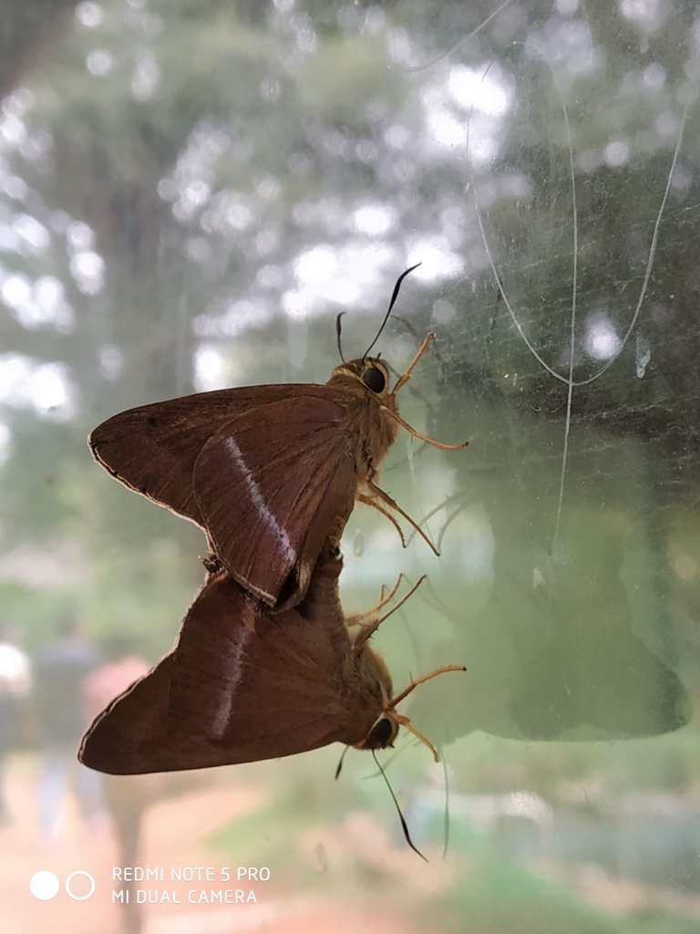 绒弄蝶（Hasora chromus）