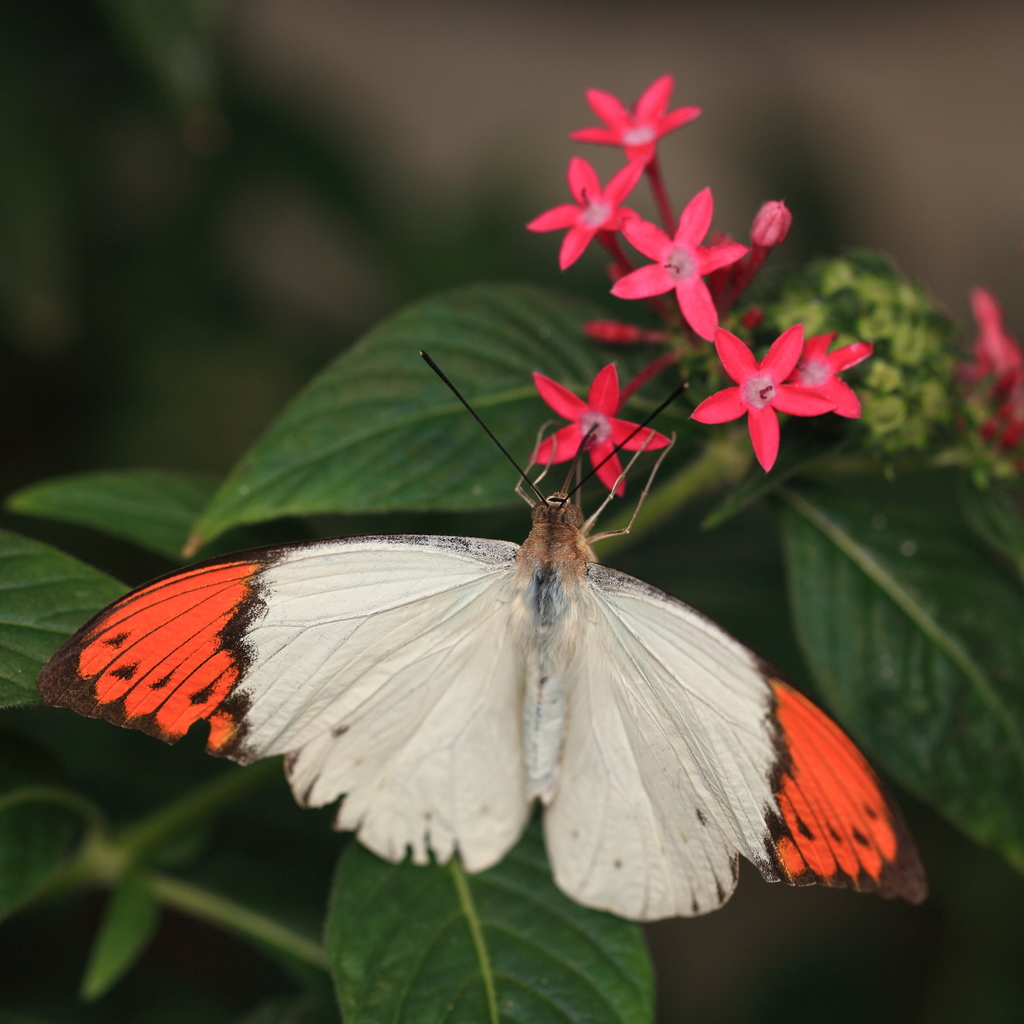 鹤顶粉蝶（Hebomoia glaucippe）