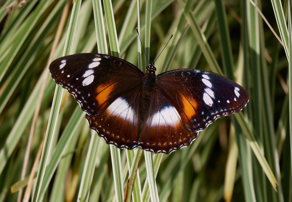 幻蛱蝶（Hypolimnas bolina）