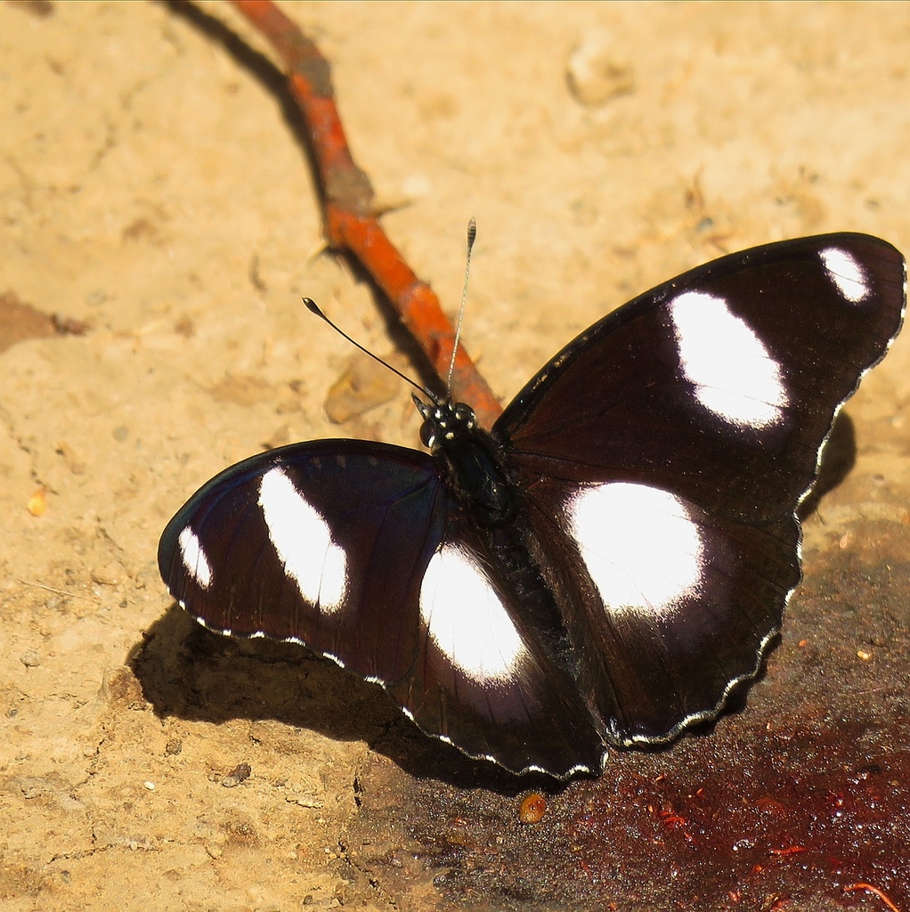 金斑蛱蝶（Hypolimnas misippus）