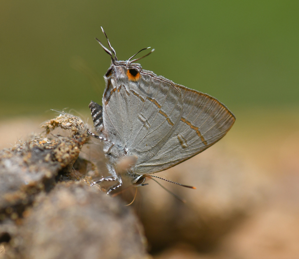 黑点灰蝶（Hypolycaena erylus）