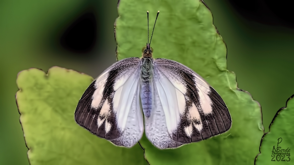 橙端粉蝶（Ixias pyrene）