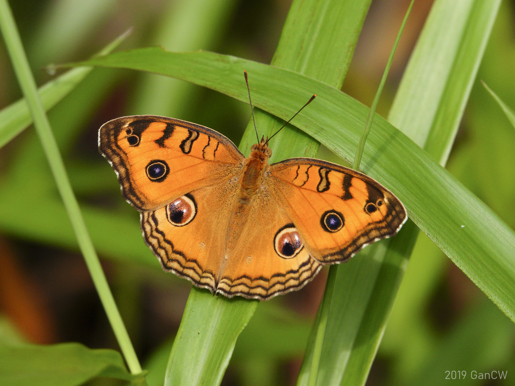 美眼蛱蝶（Junonia almana）