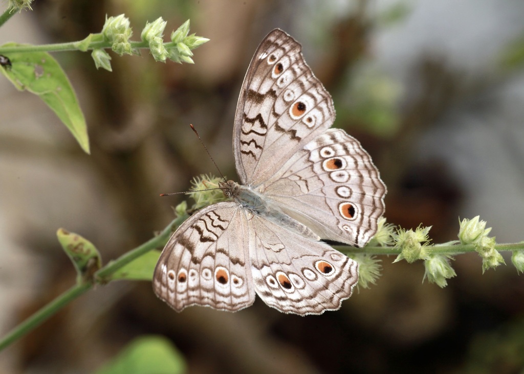 波纹眼蛱蝶（Junonia atlites）