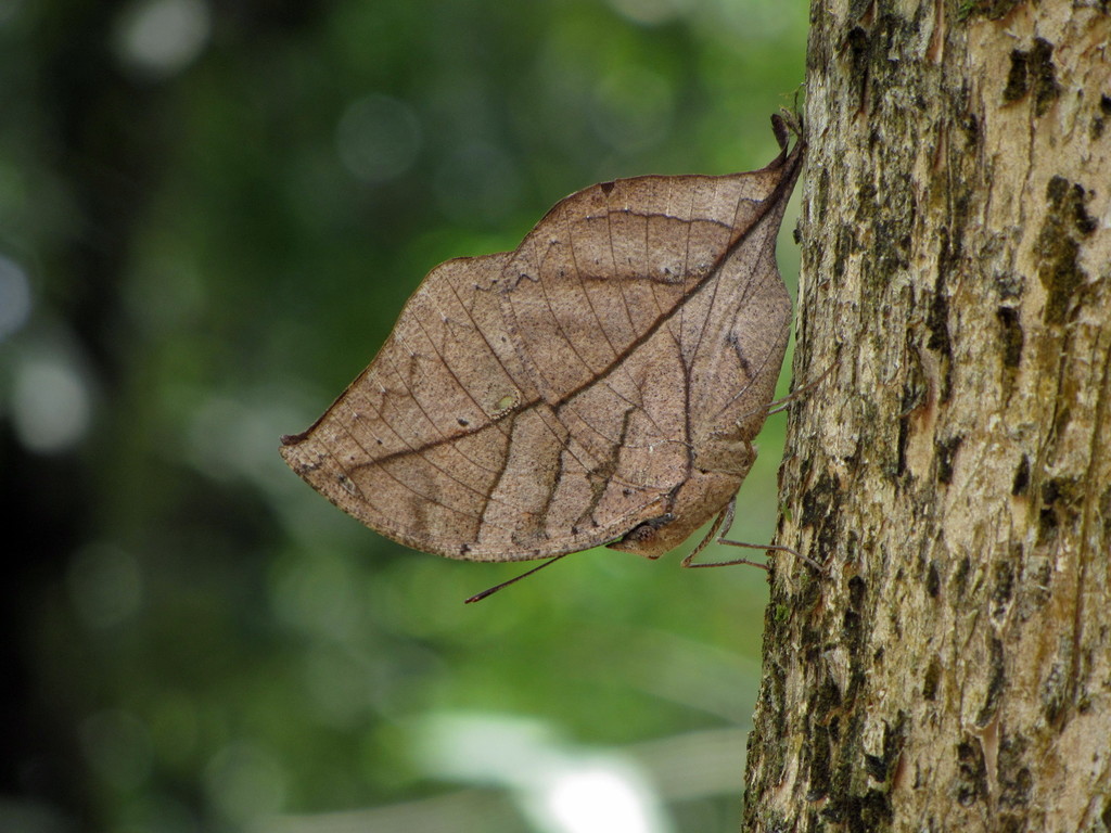 枯叶蛱蝶（Kallima inachus）