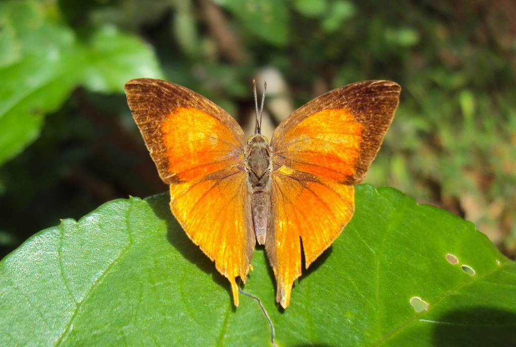 长尾灰蝶（Loxura atymnus）