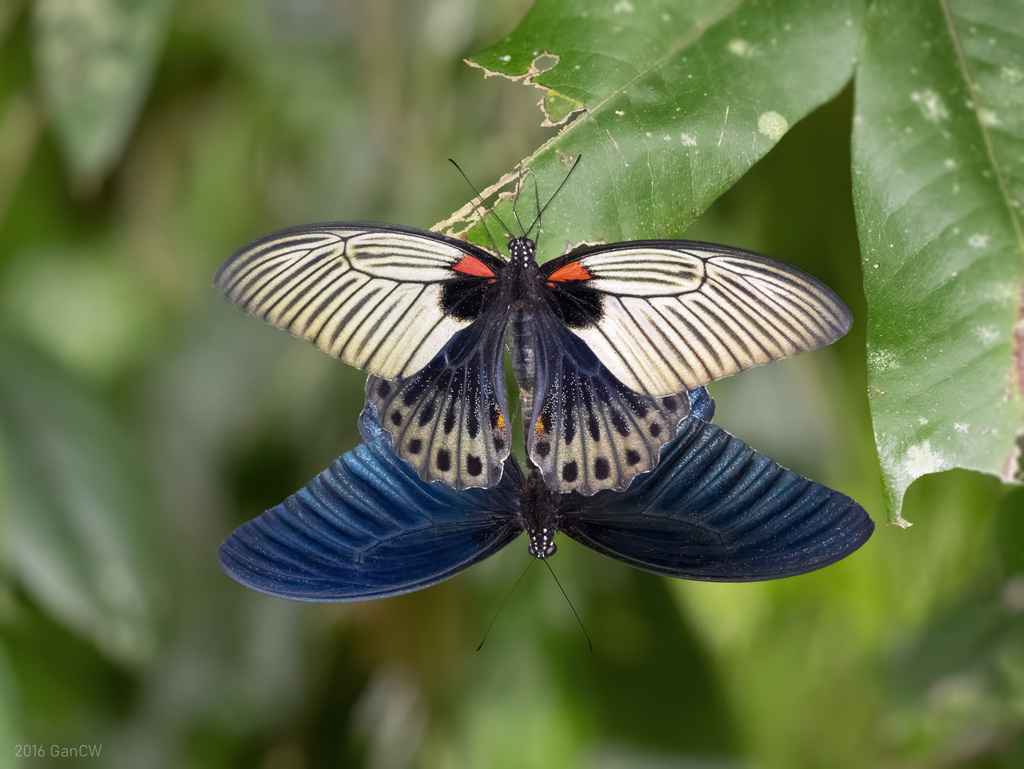 美凤蝶（Papilio memnon）