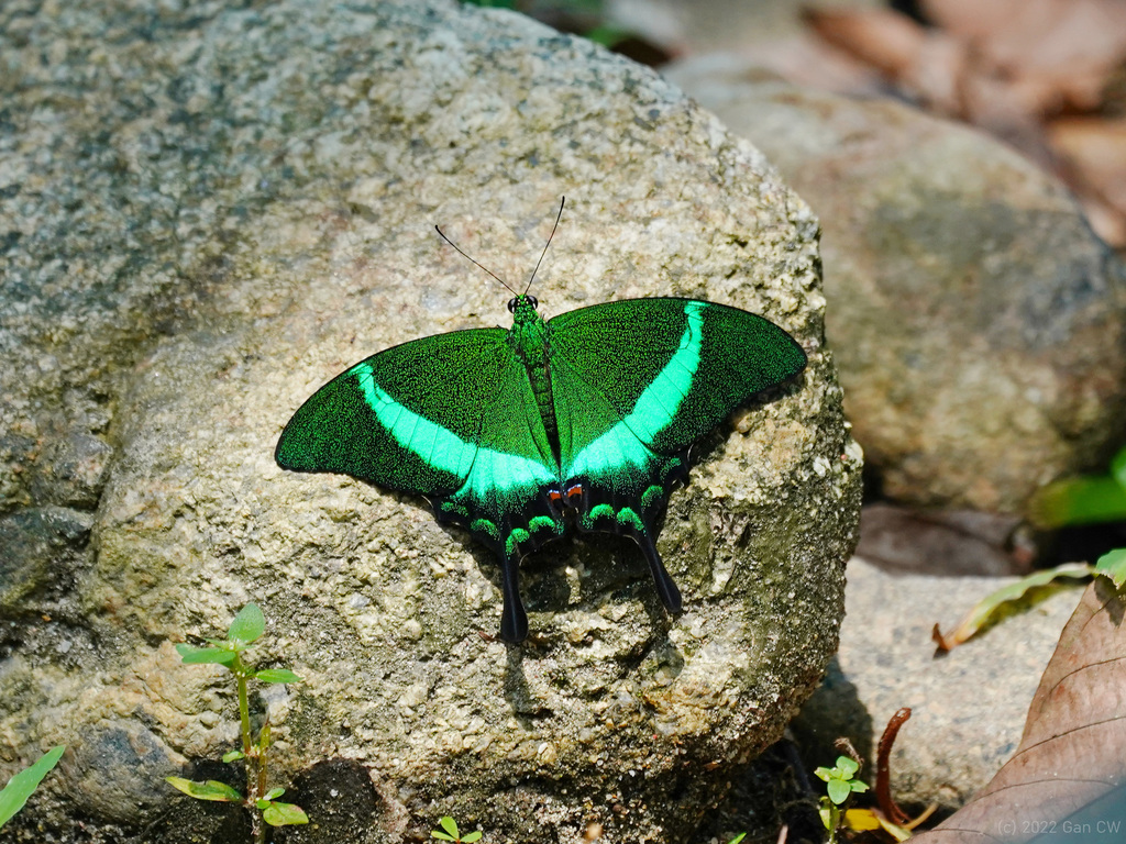 翠叶凤蝶（Papilio palinurus）