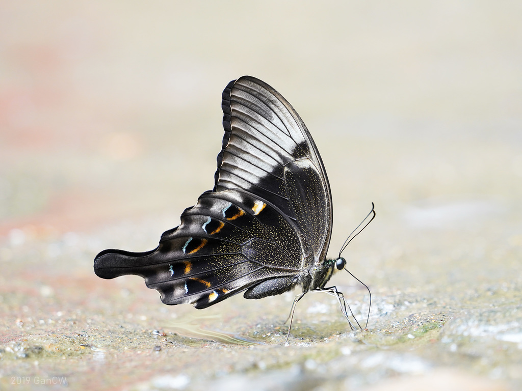 蓝绿凤蝶（Papilio peranthus）