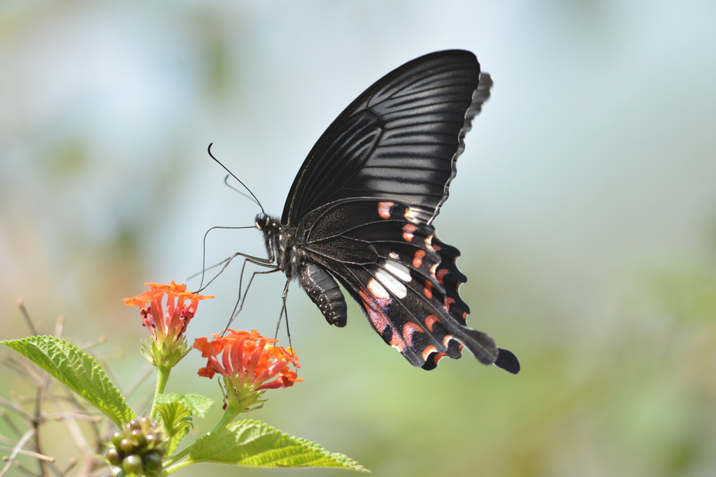玉带凤蝶（Papilio polytes）