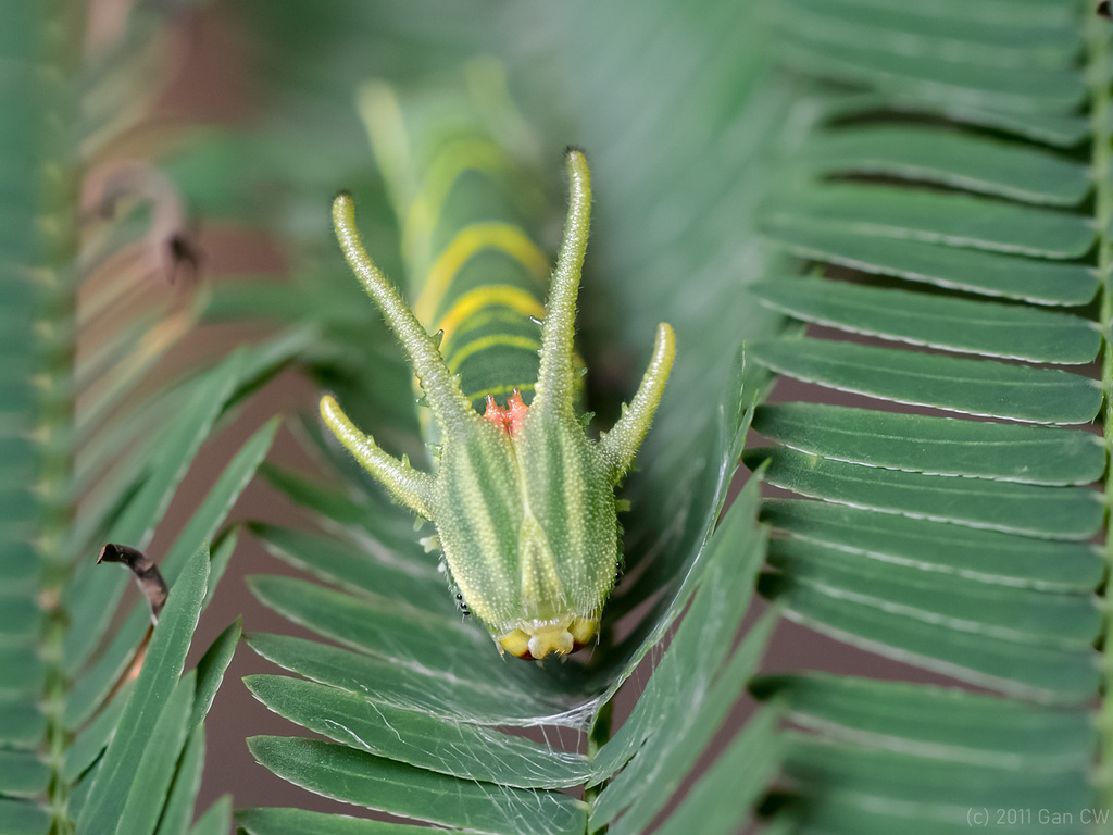 大二尾蛱蝶（Polyura athamas）