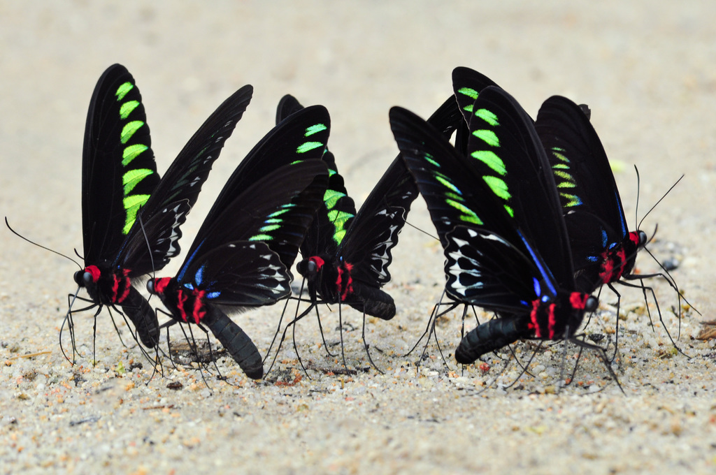 翠叶红颈凤蝶（Trogonoptera brookiana）