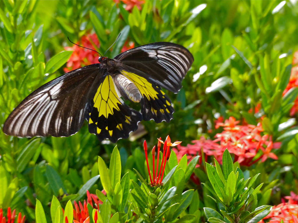 黄裳凤蝶（Troides amphrysus）