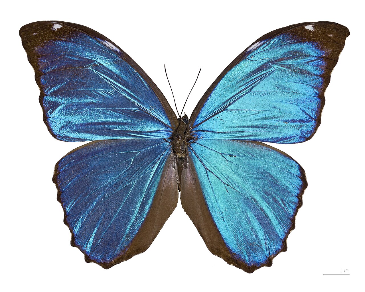 大蓝闪蝶（Morpho menelaus）