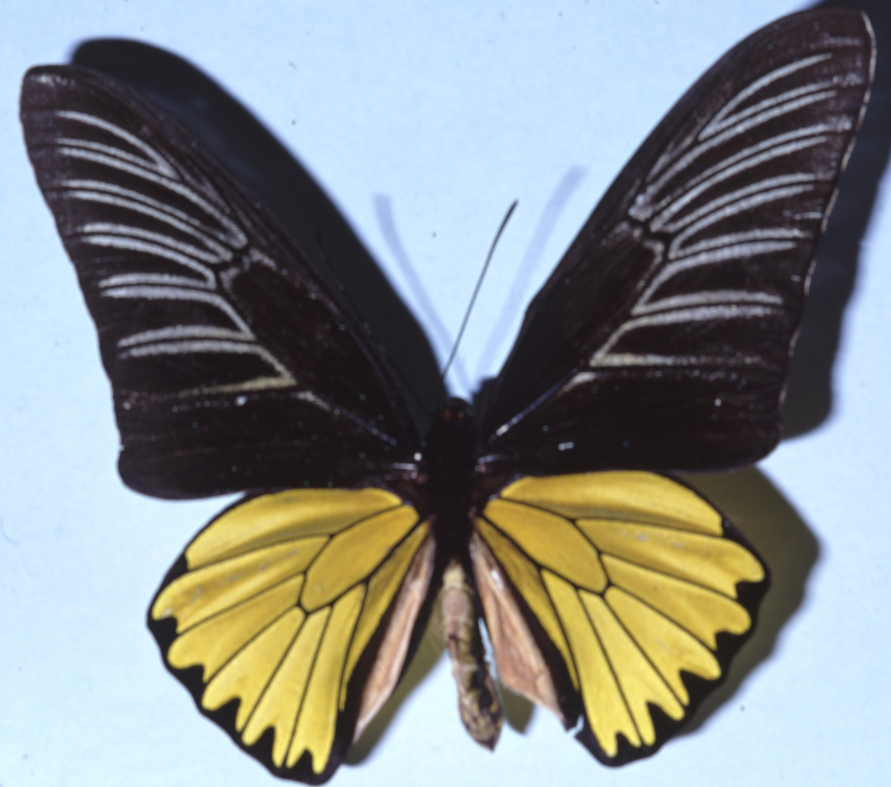荧光裳凤蝶（Troides magellanus）