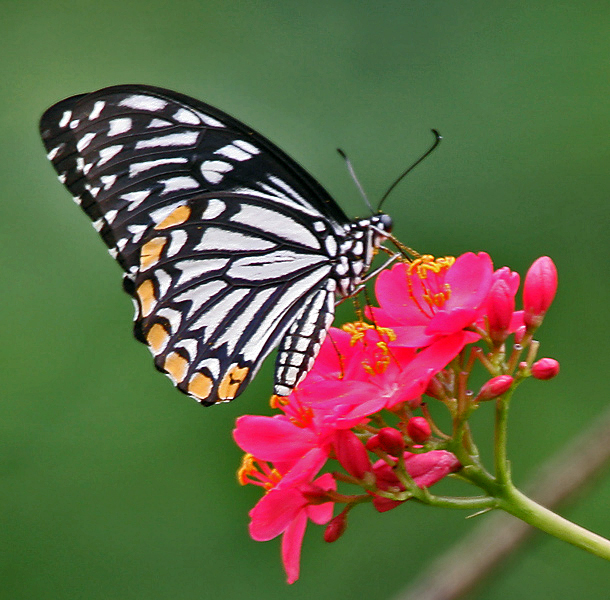 斑凤蝶（Papilio clytia）