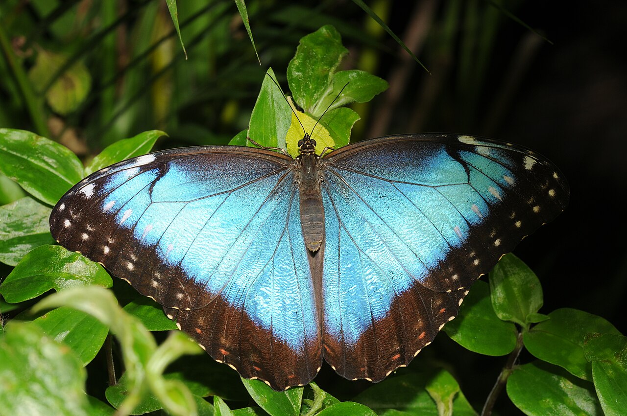 黑框蓝闪蝶（Morpho peleides）