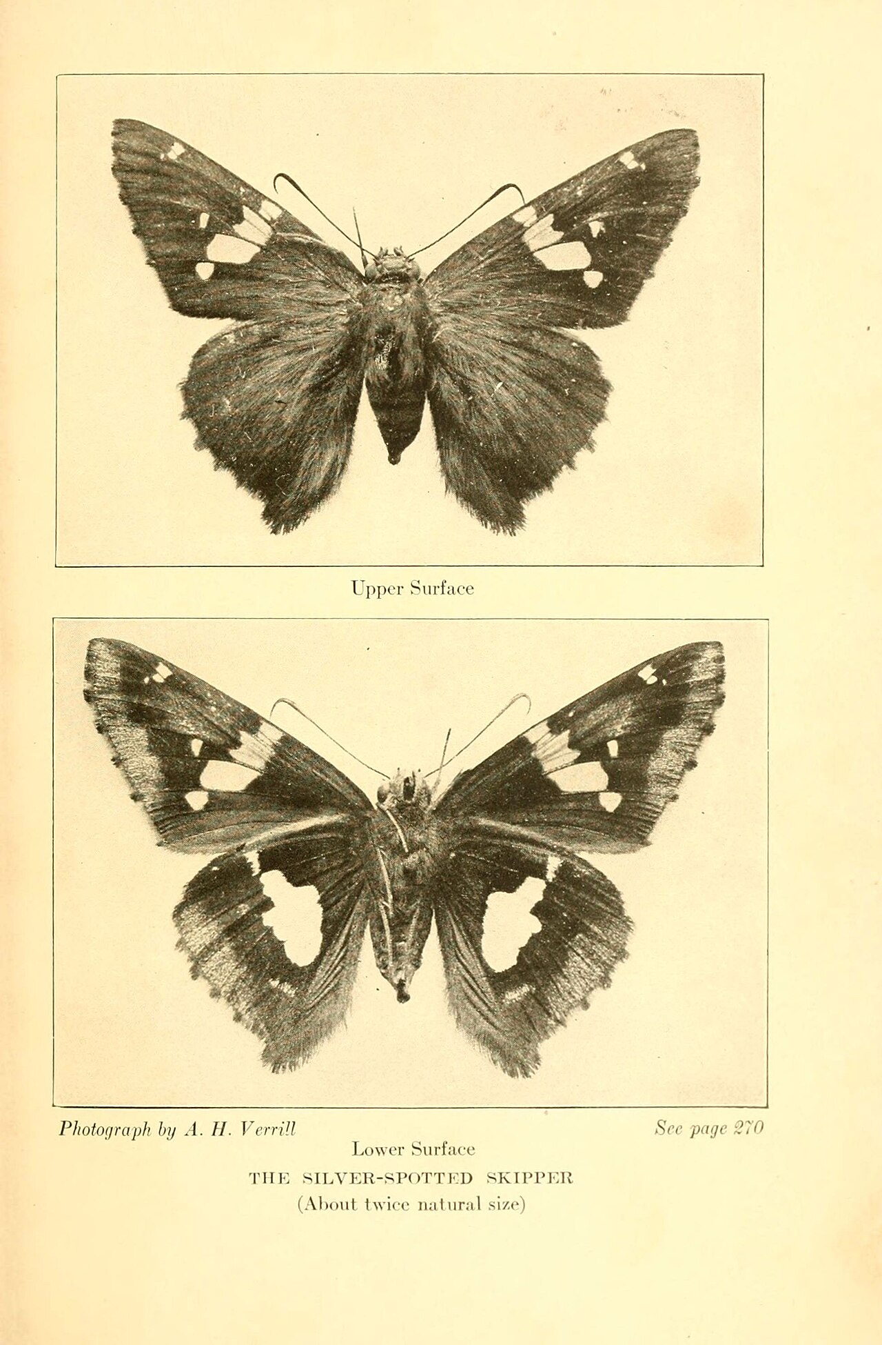银斑弄蝶（Epargyreus clarus）
