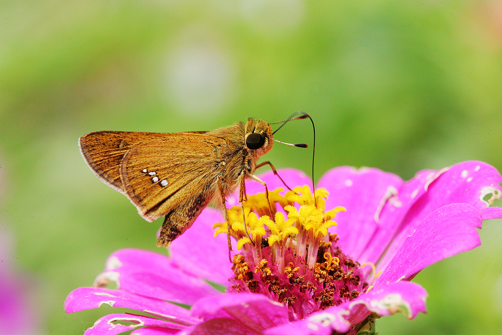 稻弄蝶（Parnara guttata）
