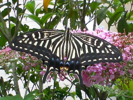 柑橘凤蝶（Papilio xuthus）