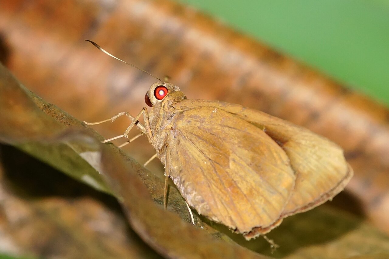 蕉弄蝶（Erionota torus）
