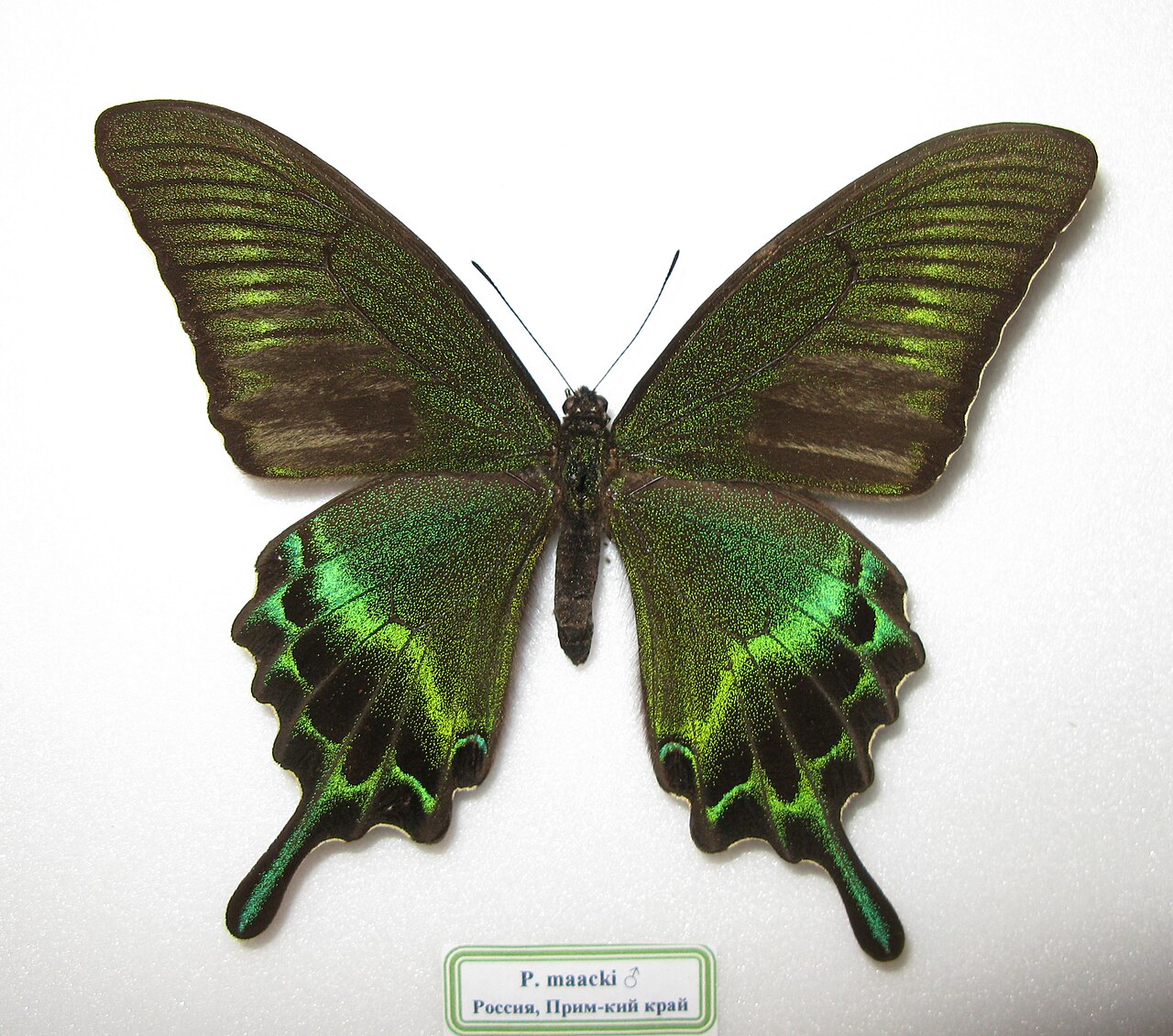 绿带翠凤蝶（Papilio maackii）