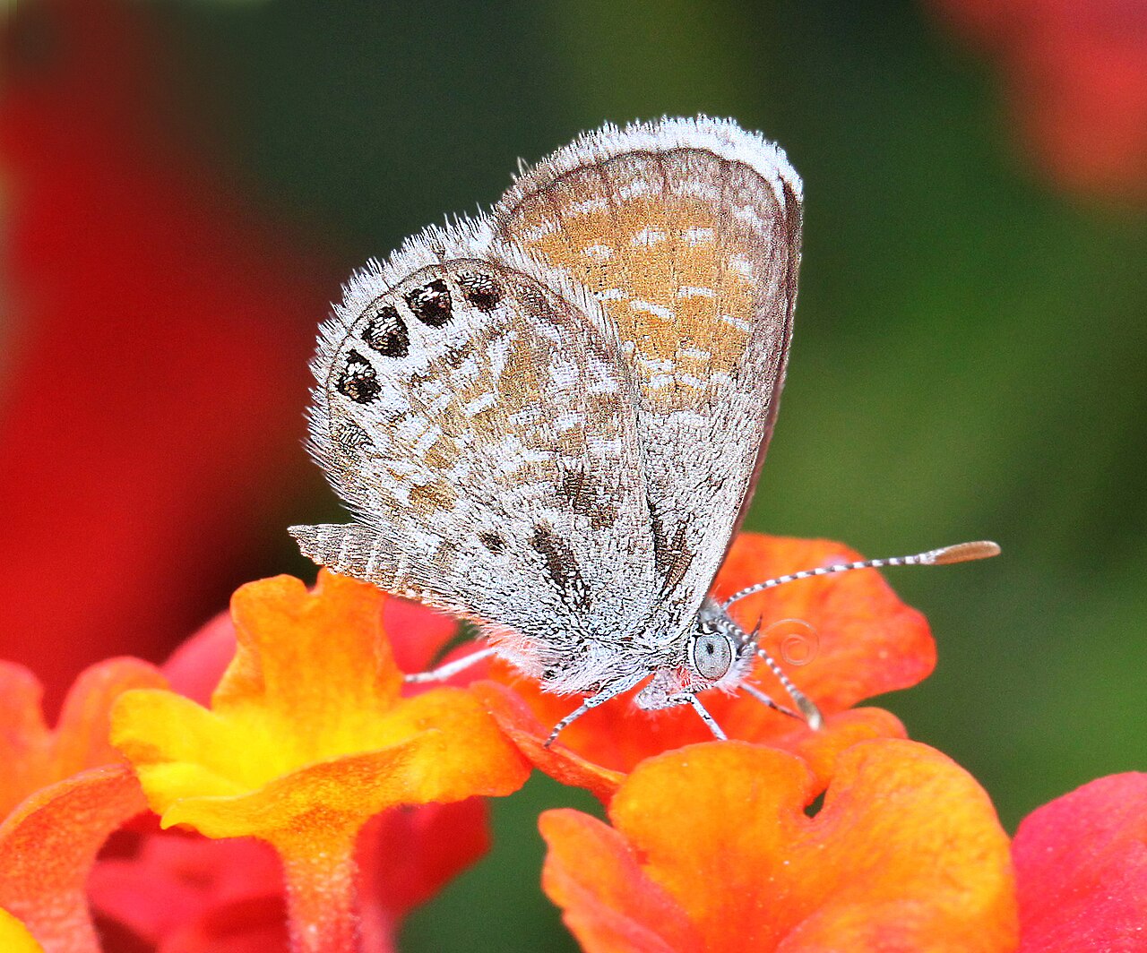 褐小灰蝶（Brephidium exilis）