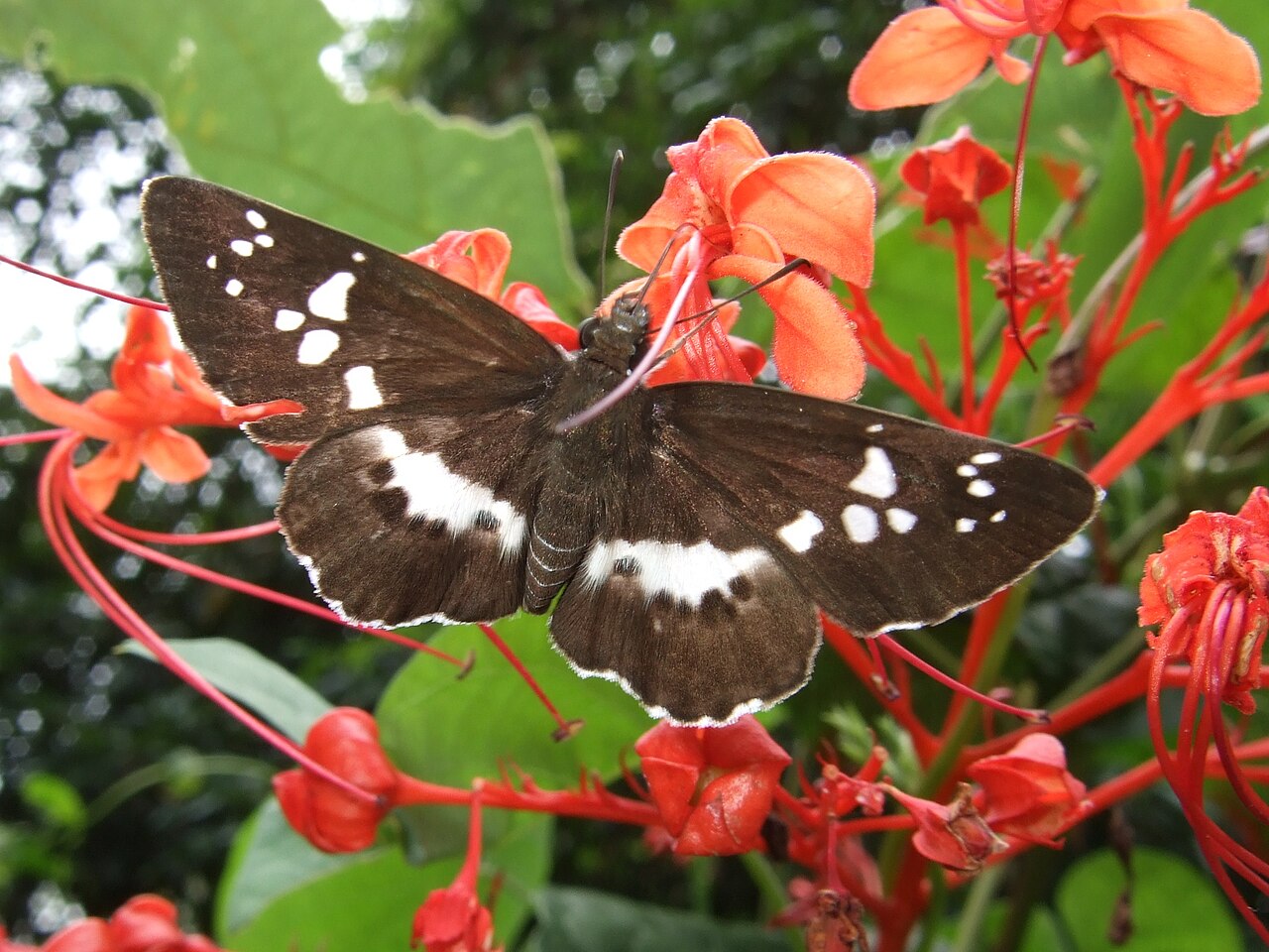 玉带弄蝶（Daimio tethys）