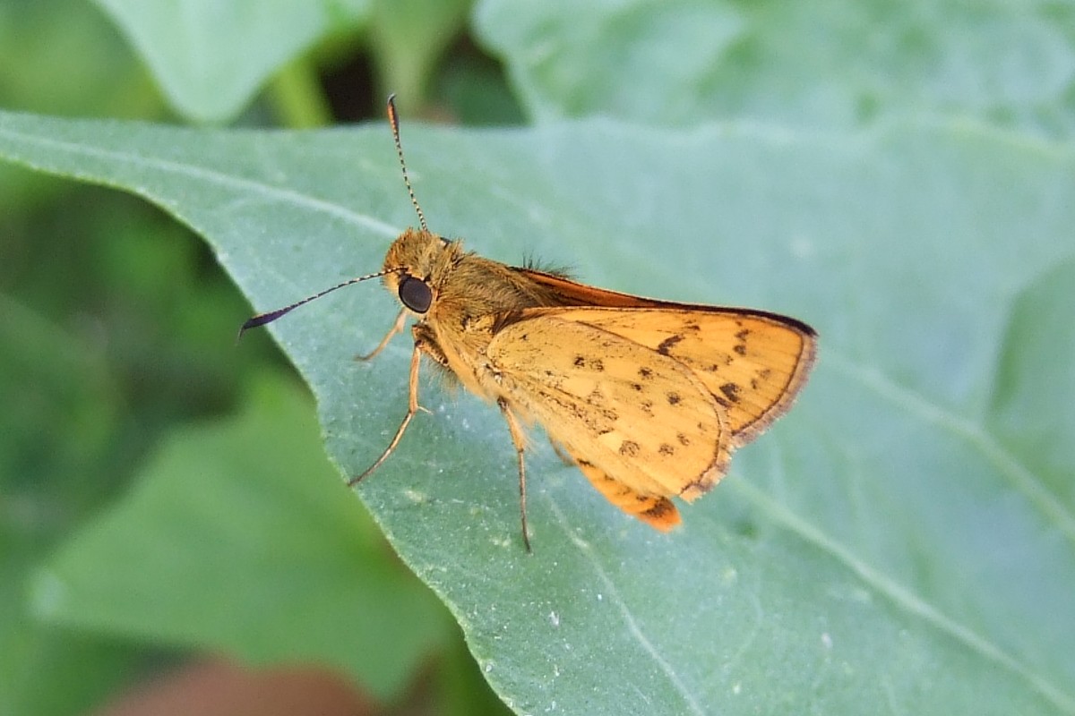 黄斑弄蝶（Potanthus confucius）