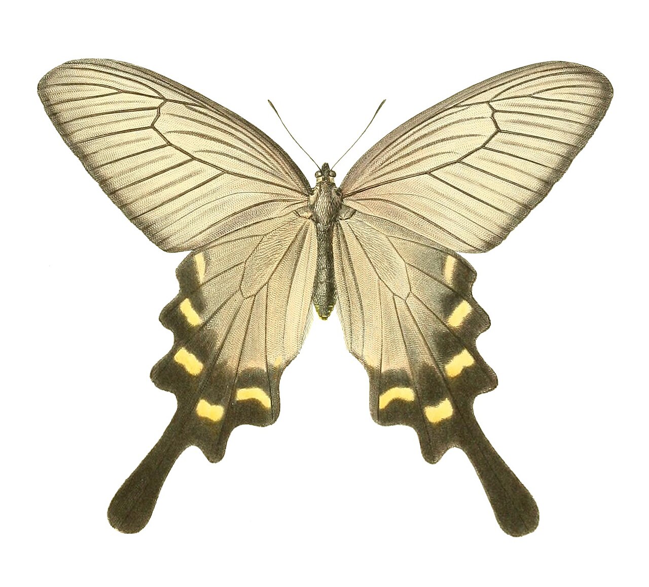 麝凤蝶（Atrophaneura alcinous）