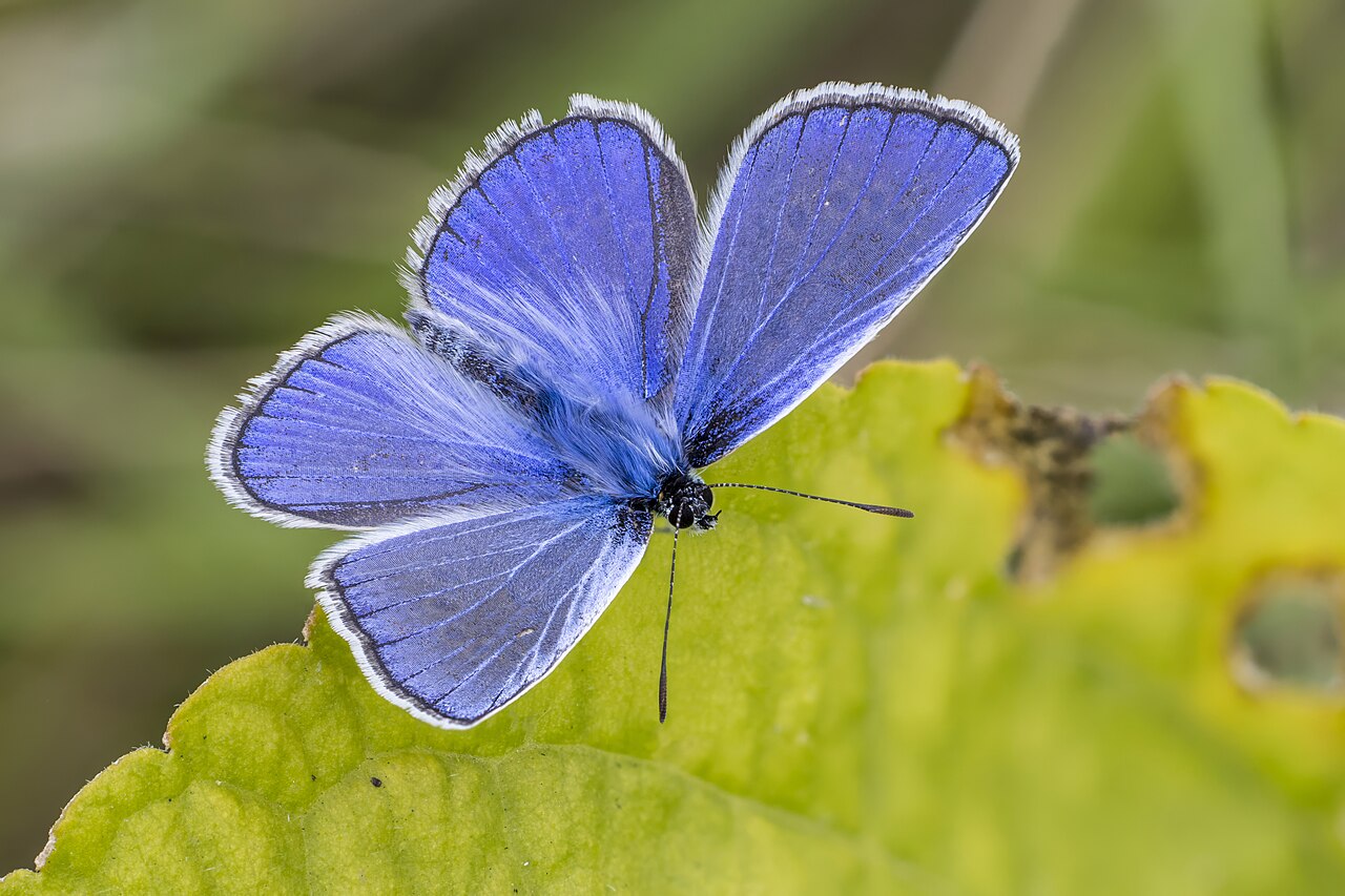 普蓝眼灰蝶（Polyommatus icarus）
