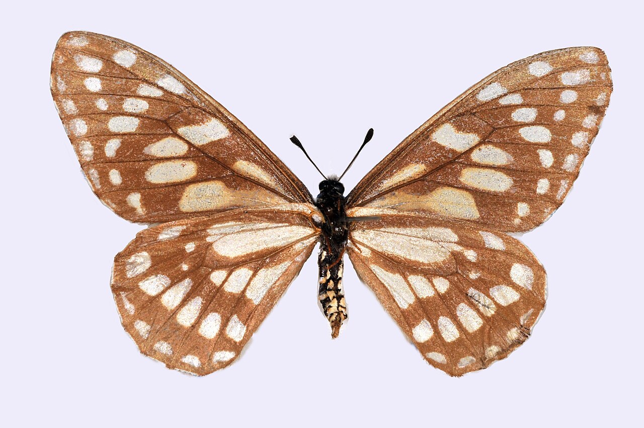 宝凤蝶属（Baronia brevicornis）