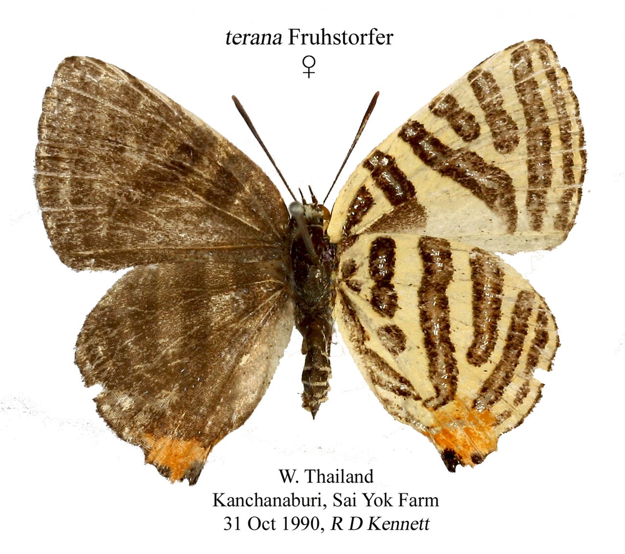 三斑虎灰蝶（Cigaritis syama）
