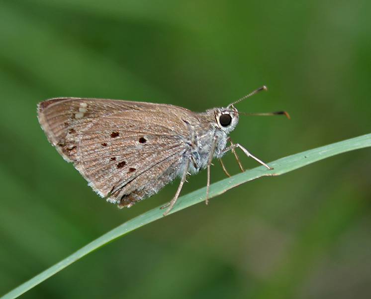 黑星弄蝶（Suastus gremius）