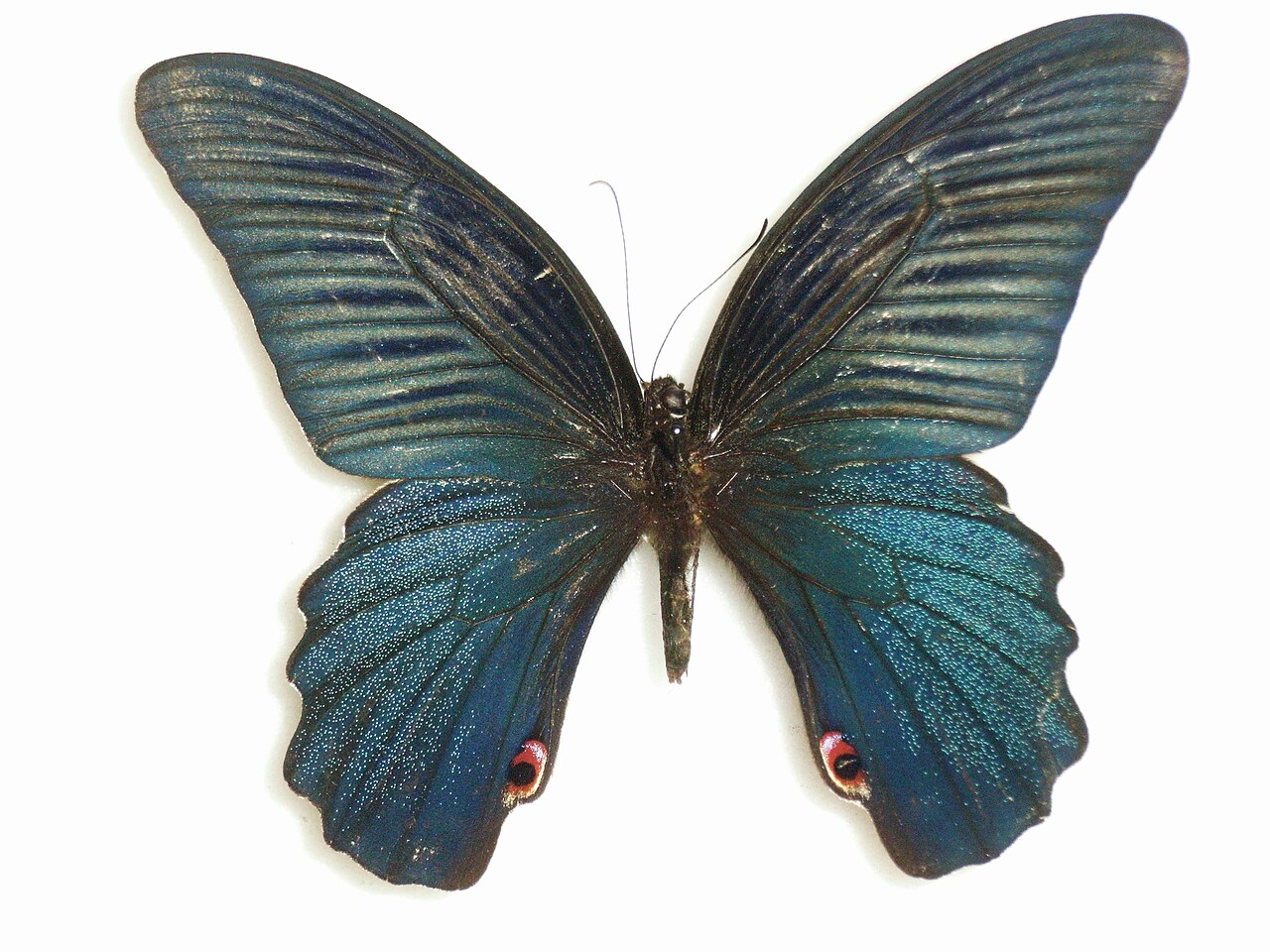 蓝凤蝶（Papilio protenor）