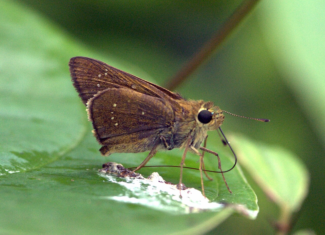 尖翅褐弄蝶（Pelopidas agna）