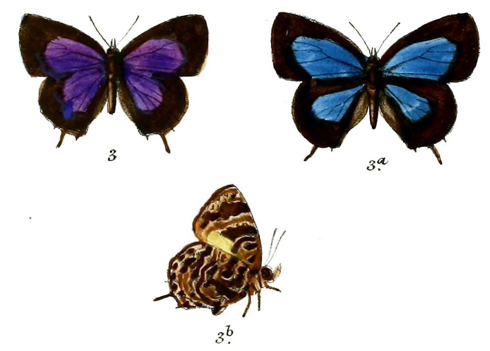 三尾紫灰蝶（Arhopala abseus）